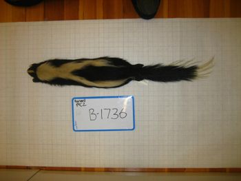 Media type: image;   Mammalogy BANGS-1736